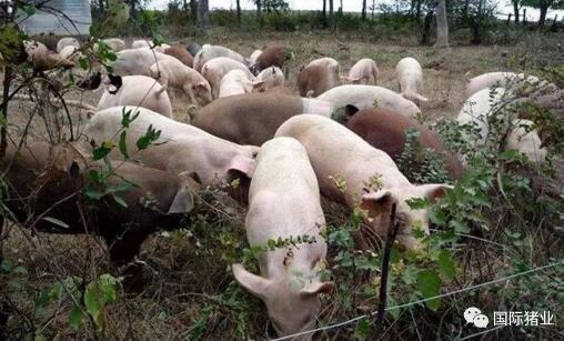 印尼猪瘟最新爆料新闻,最新爆料揭示严峻形势  第2张