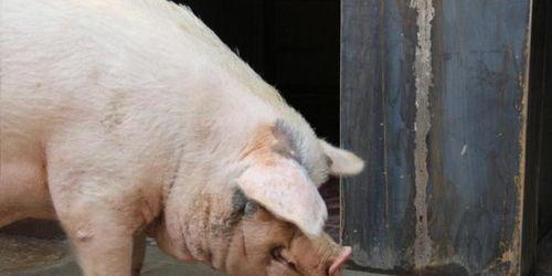 印尼猪瘟最新爆料新闻,最新爆料揭示严峻形势  第3张