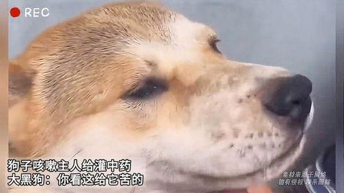 狗子黑料爆料视频大全最新,最新爆料视频大全深度解析  第2张