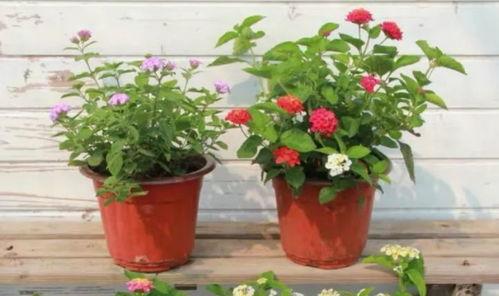 国风伙伴最新爆料视频大全,揭秘视频大全背后的精彩瞬间  第3张