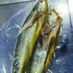 小黄鱼爆料新闻最新消息,最新热点事件深度解析