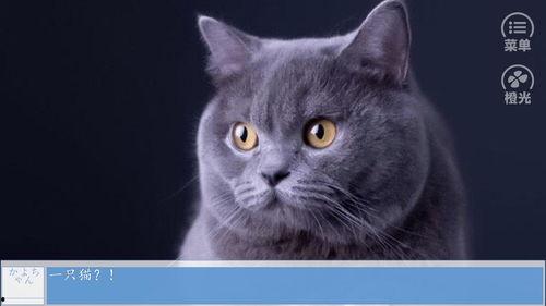 一姐八卦最新爆料猫猫,猫猫背后的惊人真相! 第2张 一姐八卦最新爆料猫猫,猫猫背后的惊人真相! 第2张