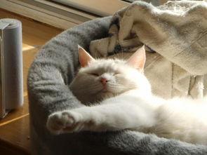 一姐八卦最新爆料猫猫,猫猫背后的惊人真相! 第3张 一姐八卦最新爆料猫猫,猫猫背后的惊人真相! 第3张