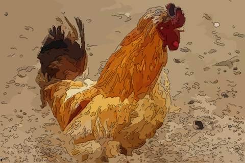 周公鸡爆料视频大全最新,揭秘娱乐圈幕后真相