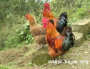 周公鸡爆料视频大全最新,揭秘娱乐圈幕后真相  第2张