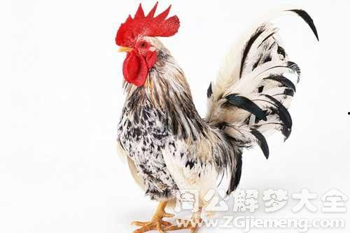 周公鸡爆料视频大全最新,揭秘娱乐圈幕后真相  第3张