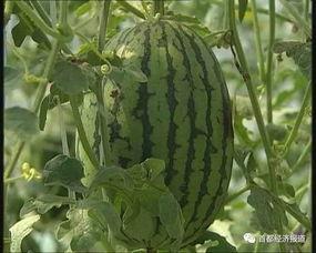 翰林院吃瓜爆料最新进展,最新进展揭秘，真相即将浮出水面  第2张