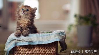 小猫老师最新爆料,娱乐圈幕后真相大曝光! 第2张 小猫老师最新爆料,娱乐圈幕后真相大曝光! 第2张