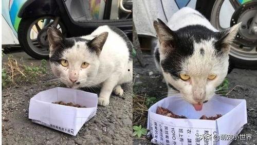 小猫老师最新爆料,娱乐圈幕后真相大曝光! 第3张 小猫老师最新爆料,娱乐圈幕后真相大曝光! 第3张