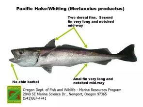 鳕鱼最新爆料新闻视频下载,揭秘幕后真相，视频内容引发热议  第2张
