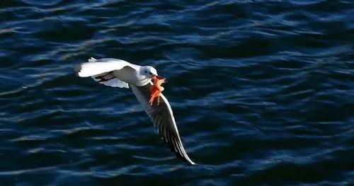 天津海鸥爆料视频大全最新,揭秘幕后真相与精彩瞬间