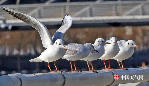 天津海鸥爆料视频大全最新,揭秘幕后真相与精彩瞬间 第2张 天津海鸥爆料视频大全最新,揭秘幕后真相与精彩瞬间 第2张
