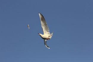 天津海鸥爆料视频大全最新,揭秘幕后真相与精彩瞬间 第3张 天津海鸥爆料视频大全最新,揭秘幕后真相与精彩瞬间 第3张