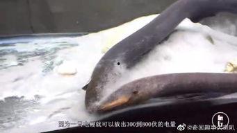 电鳗最新爆料视频,揭秘神秘事件内幕 第2张 电鳗最新爆料视频,揭秘神秘事件内幕 第2张