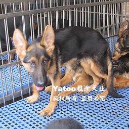 狼狗最新爆料网站下载视频,揭秘网站下载视频背后的秘密  第2张