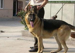 狼狗最新爆料网站下载视频,揭秘网站下载视频背后的秘密  第3张