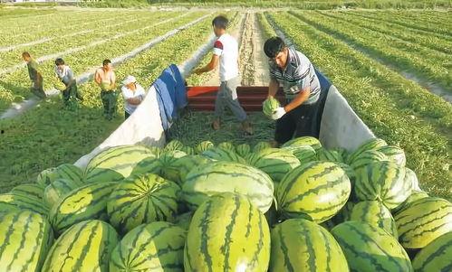 山东临沂十八中吃瓜最新事件爆料,校园风波背后的真相揭秘  第2张