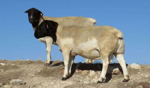 三只羊最新消息爆料,揭秘幕后故事与精彩瞬间  第3张