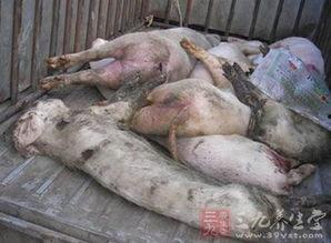 死猪新闻爆料最新消息  第3张