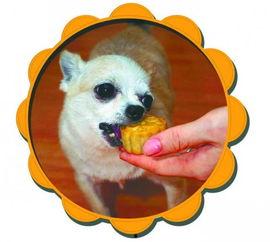 吃鸡宠物爆料大全最新图片,最新图片解析与亮点抢先看