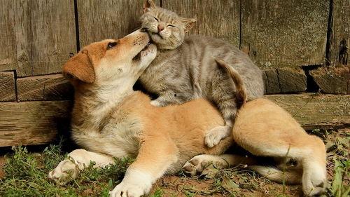 吃鸡宠物爆料大全最新图片,最新图片解析与亮点抢先看  第2张