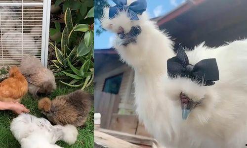 吃鸡宠物爆料大全最新图片,最新图片解析与亮点抢先看  第3张