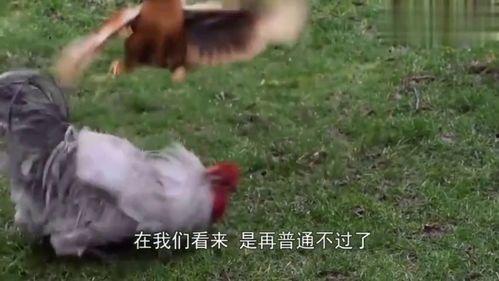 鸡的最新爆料视频大全  第3张